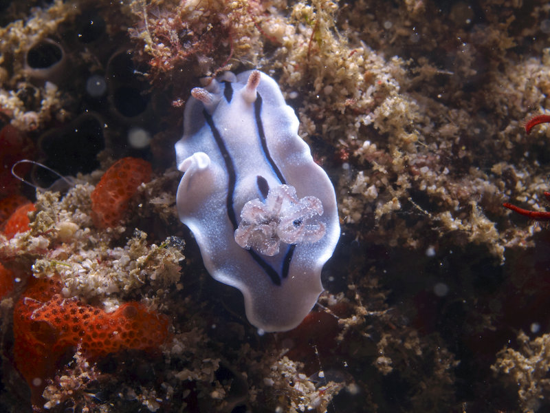 Nudibranch, Dugon Wall